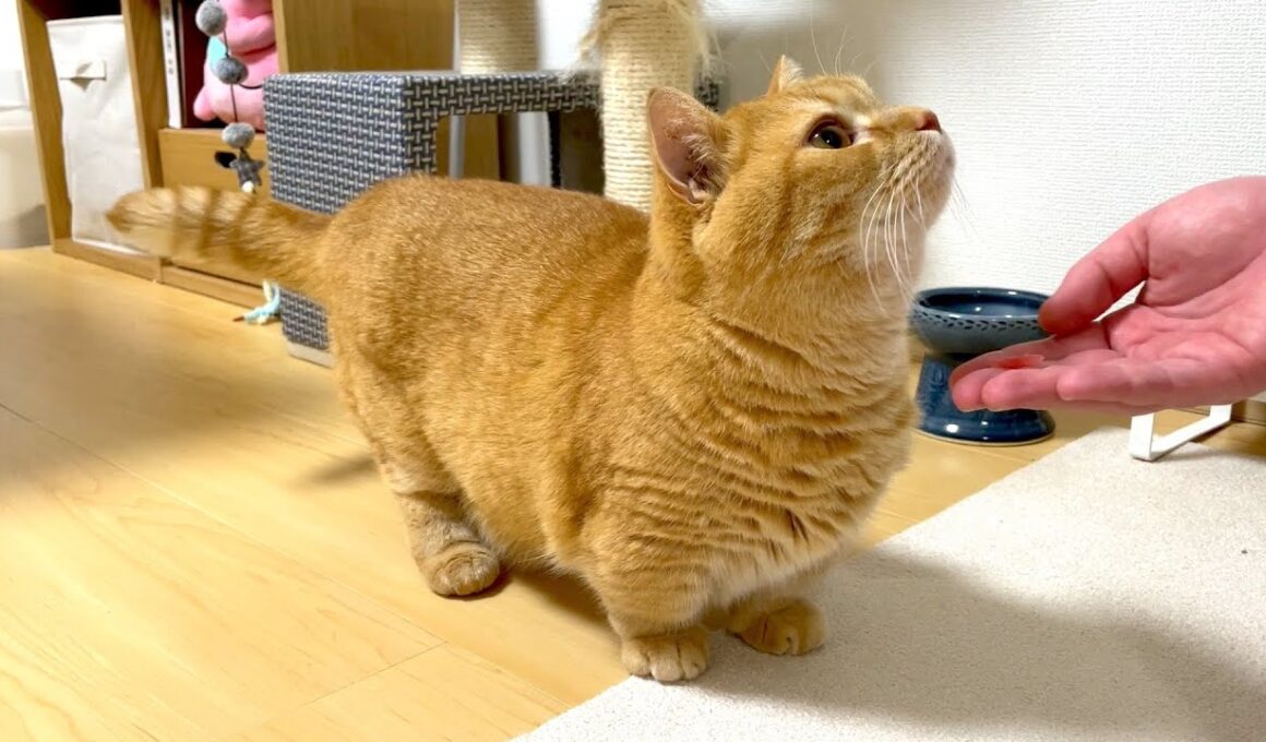 猫に初めてマグロをあげてみた反応がこちら！