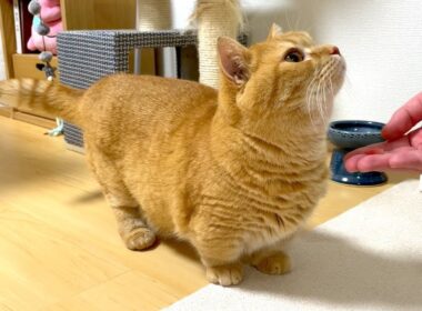 猫に初めてマグロをあげてみた反応がこちら！