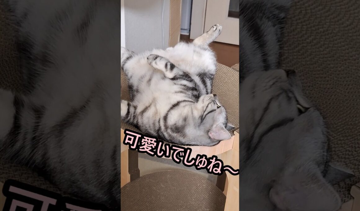 ｢#アメショ キリアンの日常 あなたの子でしゅよ｣#shorts  #アメリカンショートヘアー #cat  #猫 #ねこ #猫のいる暮らし