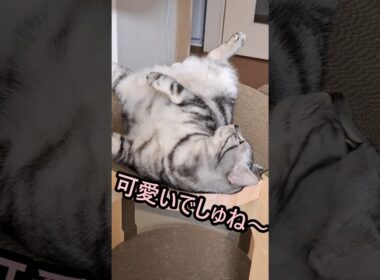 ｢#アメショ キリアンの日常 あなたの子でしゅよ｣#shorts  #アメリカンショートヘアー #cat  #猫 #ねこ #猫のいる暮らし