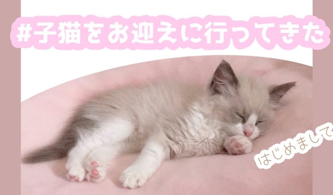 ラグドールの子猫をお迎えしました