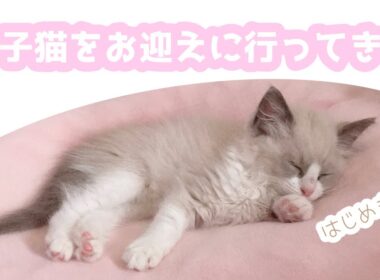 ラグドールの子猫をお迎えしました