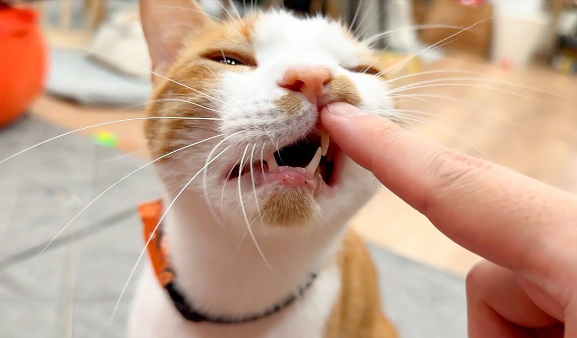 どういうつもりですか？