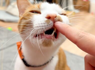 どういうつもりですか？