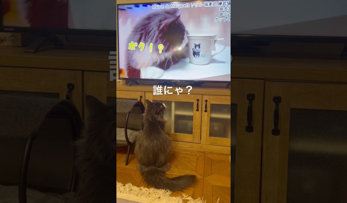 韓国購入品動画を見る猫w#ターキッシュアンゴラ #ねこ #韓国#shorts