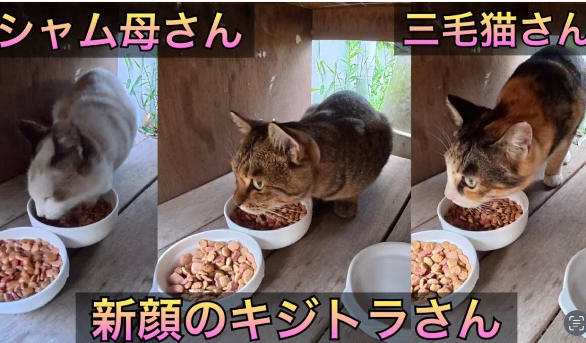 新顔のキジトラさん。シャム母さん、三毛猫さんも今回は登場。