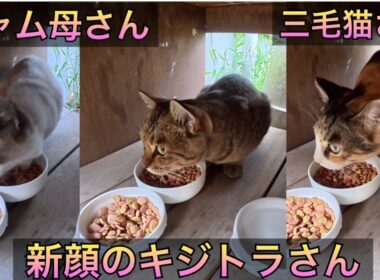 新顔のキジトラさん。シャム母さん、三毛猫さんも今回は登場。