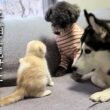 初めて子猫が犬達に心を開いた瞬間がこちらです...