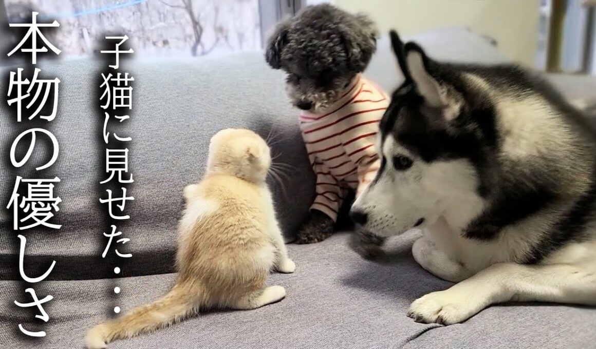 初めて子猫が犬達に心を開いた瞬間がこちらです...