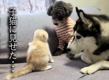 初めて子猫が犬達に心を開いた瞬間がこちらです...