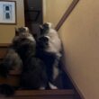 【恐怖‼︎】Gを捜索する、もふ猫ハンター！！！！ノルウェージャンフォレストキャットとターキッシュアンゴラ
