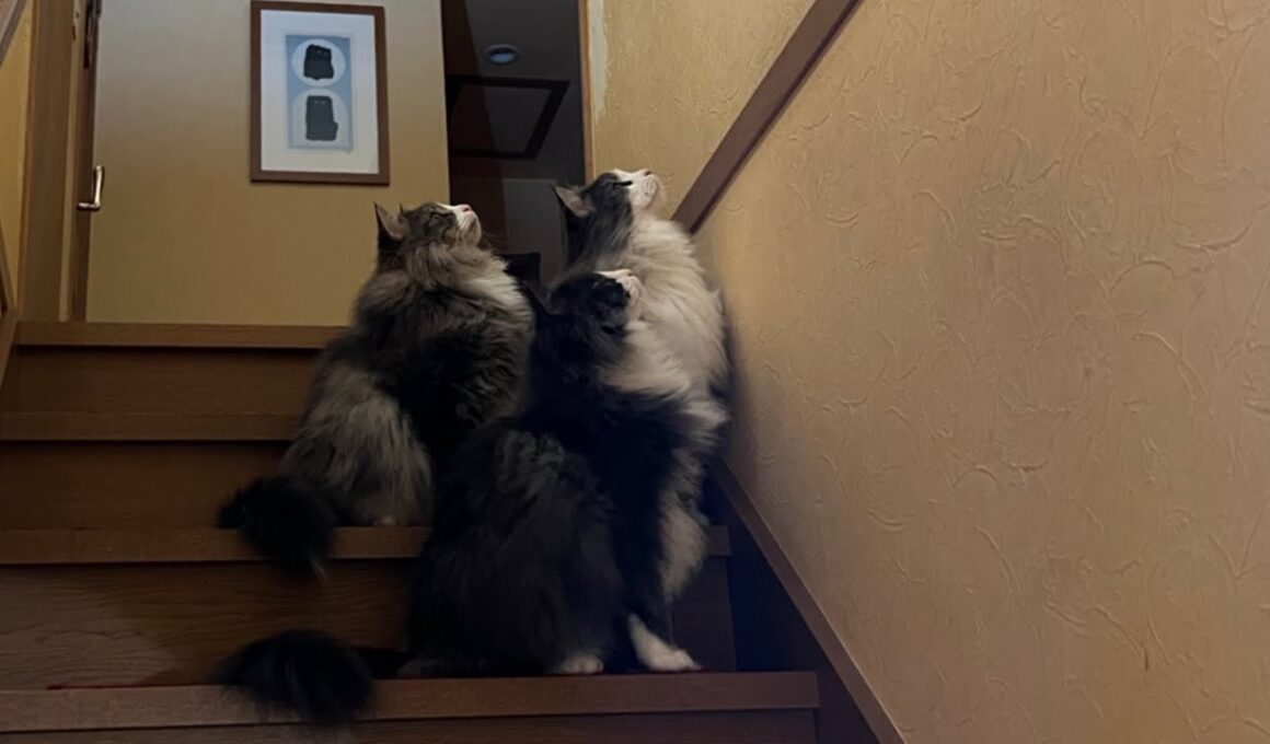 【恐怖‼︎】Gを捜索する、もふ猫ハンター！！！！ノルウェージャンフォレストキャットとターキッシュアンゴラ