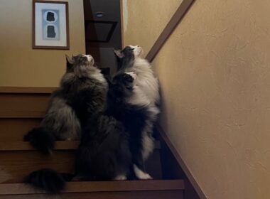 【恐怖‼︎】Gを捜索する、もふ猫ハンター！！！！ノルウェージャンフォレストキャットとターキッシュアンゴラ