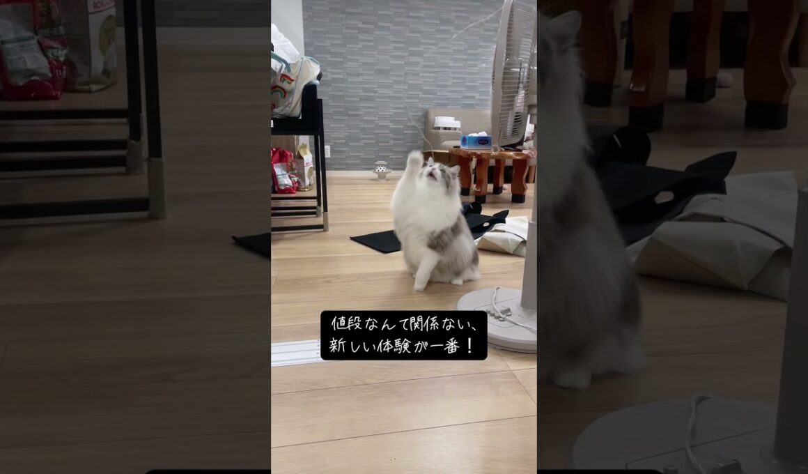 なんでも猫のおまちゃになる！#メインクーン #ラグドール #猫のいる暮らし #mainecoon #ragdoll #cat