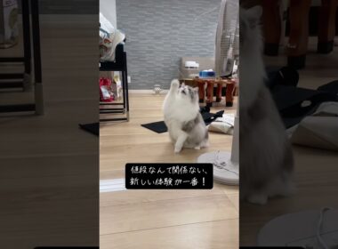 なんでも猫のおまちゃになる！#メインクーン #ラグドール #猫のいる暮らし #mainecoon #ragdoll #cat