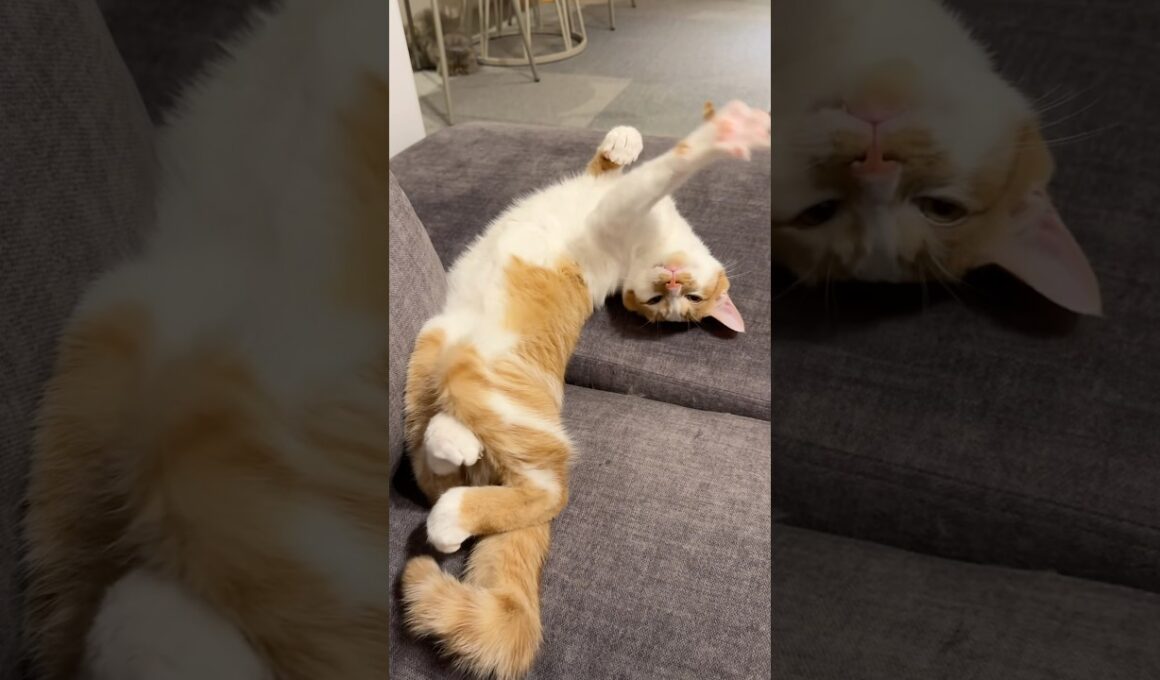 睡魔と戦いながらお返事してくれる子猫が可愛いww 　#猫 #cat #猫  #shorts