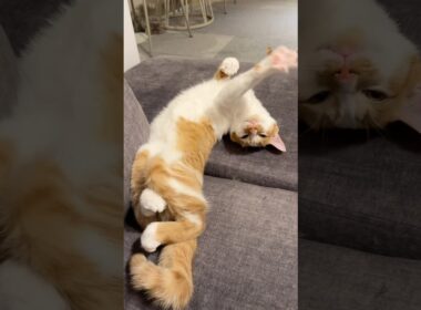 睡魔と戦いながらお返事してくれる子猫が可愛いww 　#猫 #cat #猫  #shorts