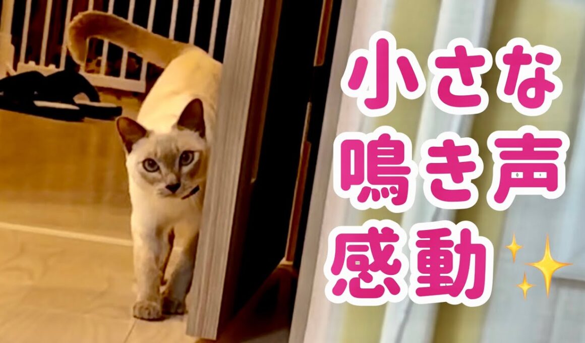 えっ…⁉️感動…🐾猫の小さな鳴き声🎧真剣なだるまさんがころんだ✨【トンキニーズ】