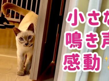 えっ…⁉️感動…🐾猫の小さな鳴き声🎧真剣なだるまさんがころんだ✨【トンキニーズ】