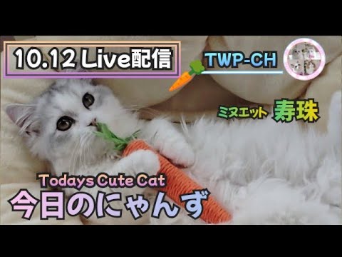 今日のにゃんず10.12①🐱#live #live配信#ライブ#ライブ配信#ライブ配信中#猫配信#猫動画#ミヌエット#ラガマフィン#猫#ねこ#ネコ#子猫#cat#cute#kitten#minuet