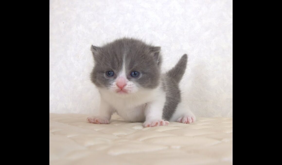 ブリティッシュショートヘアー子猫　British Shorthair　2025.9.27産まれ　　　ブルー＆ホワイト　女の子　シーダキャット猫のお店