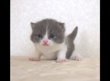 ブリティッシュショートヘアー子猫　British Shorthair　2025.9.27産まれ　　　ブルー＆ホワイト　女の子　シーダキャット猫のお店