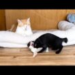 子猫たちが暴れても優しく見守る先住猫