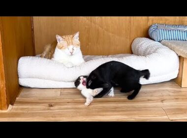 子猫たちが暴れても優しく見守る先住猫