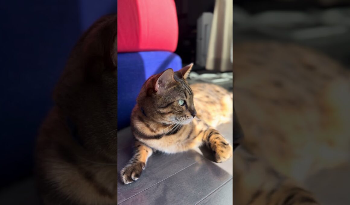 【ベンガルのメレブ】今日は良いお天気ですね☀️ 4K #ベンガル