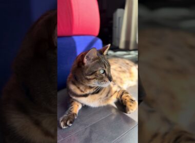 【ベンガルのメレブ】今日は良いお天気ですね☀️ 4K #ベンガル