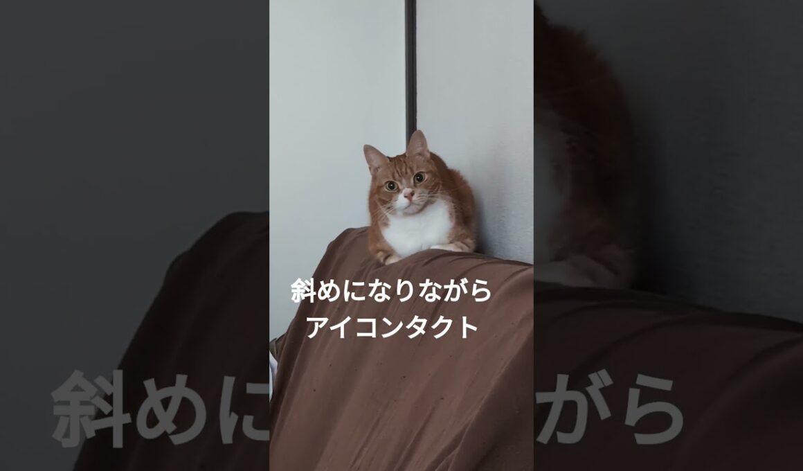 眠いのか？アイコンタクトか？太ってみえる…＃猫＃マンチカン＃朝は強気猫