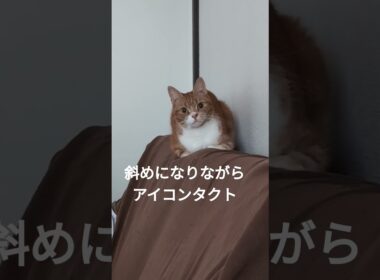 眠いのか？アイコンタクトか？太ってみえる…＃猫＃マンチカン＃朝は強気猫