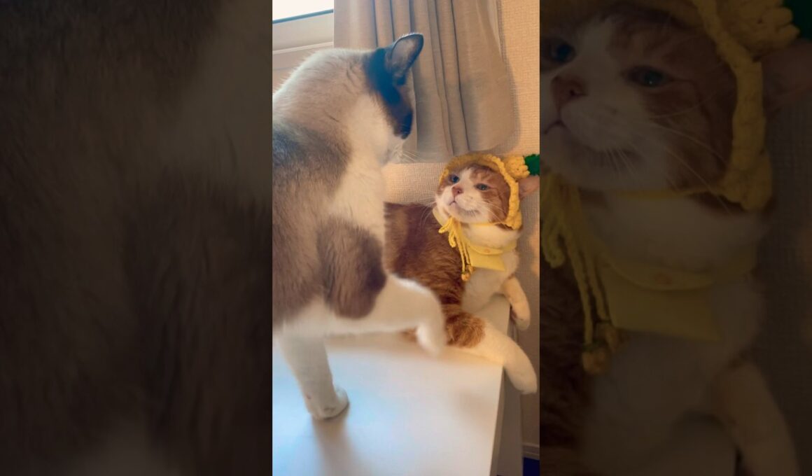 村から転校してきた女子の名前が #猫のいる暮らし #shorts