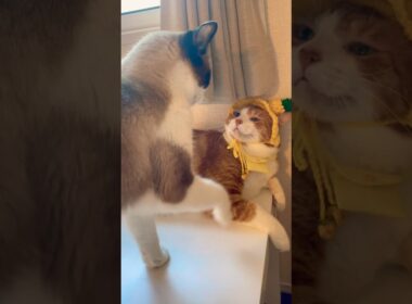 村から転校してきた女子の名前が #猫のいる暮らし #shorts