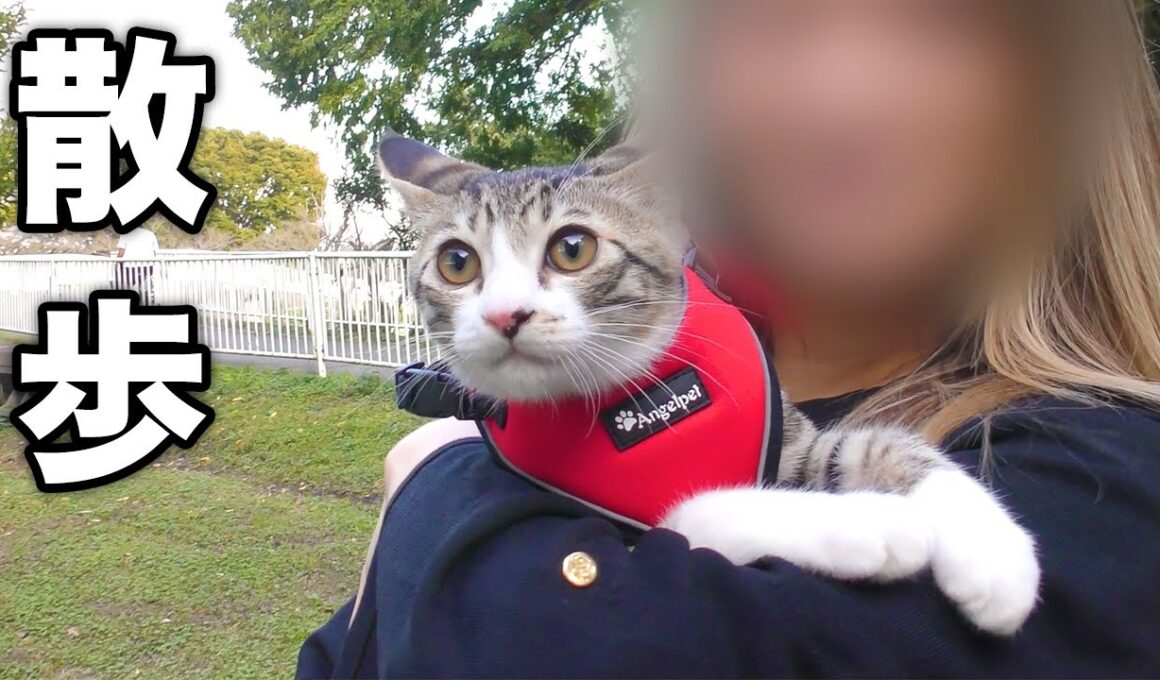 生まれて初めて散歩に連れて行ったら少しだけ怖くなって子猫がこうなっちゃいました...
