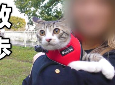 生まれて初めて散歩に連れて行ったら少しだけ怖くなって子猫がこうなっちゃいました...