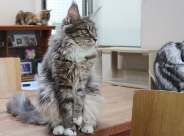 ブルーのメインクーンノートさん１歳になりました