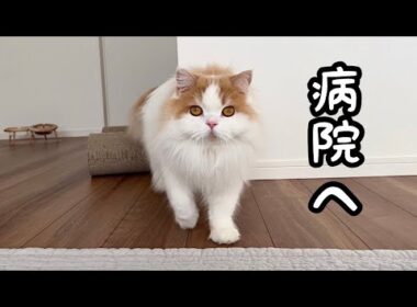 飼い主が入院中に愛猫の毛が大変ことになったので病院へ