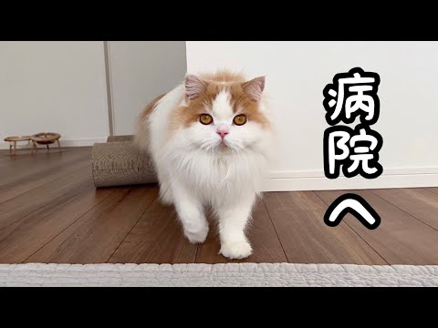 飼い主が入院中に愛猫の毛が大変ことになったので病院へ