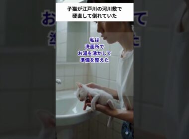 子猫が硬直して倒れていたので私が温めた！#shorts