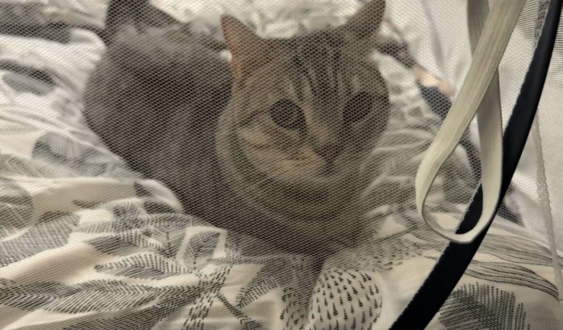 短足マンチカンは客を出迎えたいッ！！