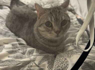 短足マンチカンは客を出迎えたいッ！！