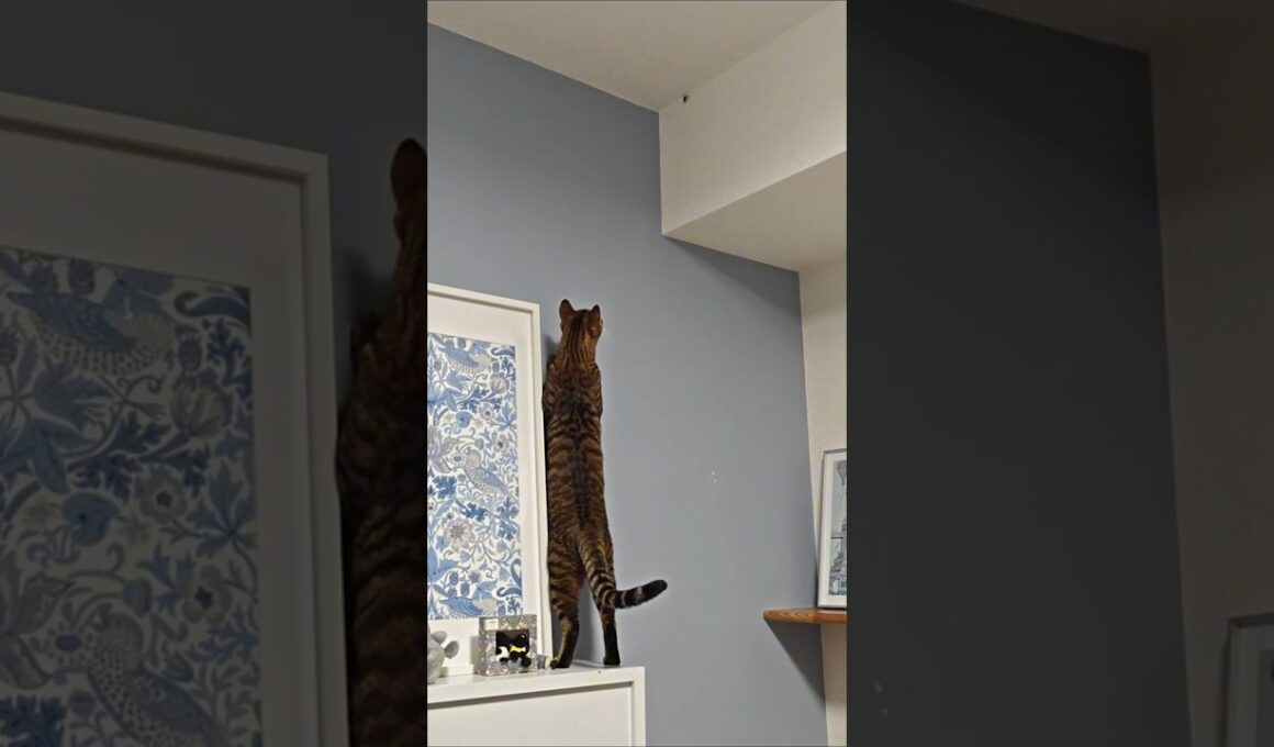 トイガーVSカメムシ｜トイガー&ラグドール　#トイガー #ラグドール #猫パンチ　#catshorts　#猫のいる暮らし