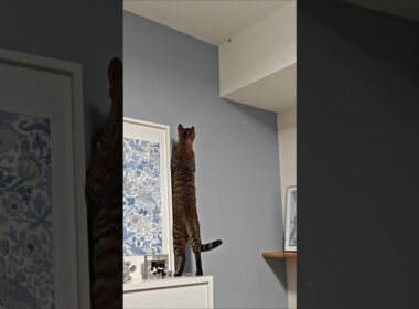 トイガーVSカメムシ｜トイガー&ラグドール　#トイガー #ラグドール #猫パンチ　#catshorts　#猫のいる暮らし