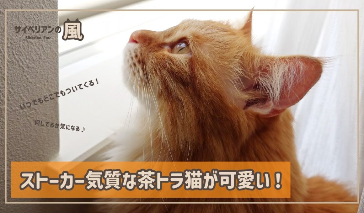 【#72】ストーカー気質な茶トラ猫が可愛い！【サイベリアンの男の子】
