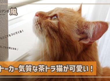 【#72】ストーカー気質な茶トラ猫が可愛い！【サイベリアンの男の子】