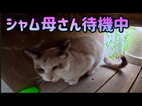 最近は毎日のように出没するシャム母さん🤗可愛い。野良猫。