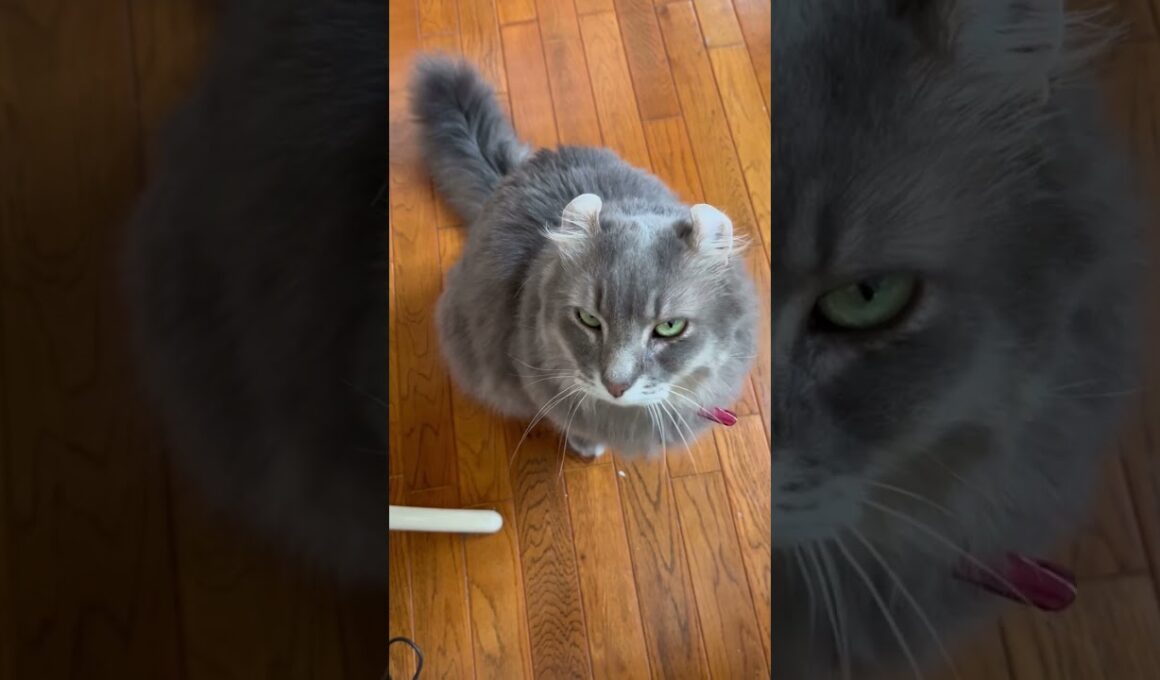 猫動画 #shorts 今日の￼催促 #アメリカンカール 里親募集で迎え入れた猫の日常