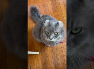 猫動画 #shorts 今日の￼催促 #アメリカンカール 里親募集で迎え入れた猫の日常
