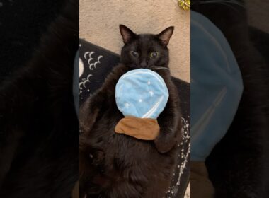 Manny Cat sees treats in your future!